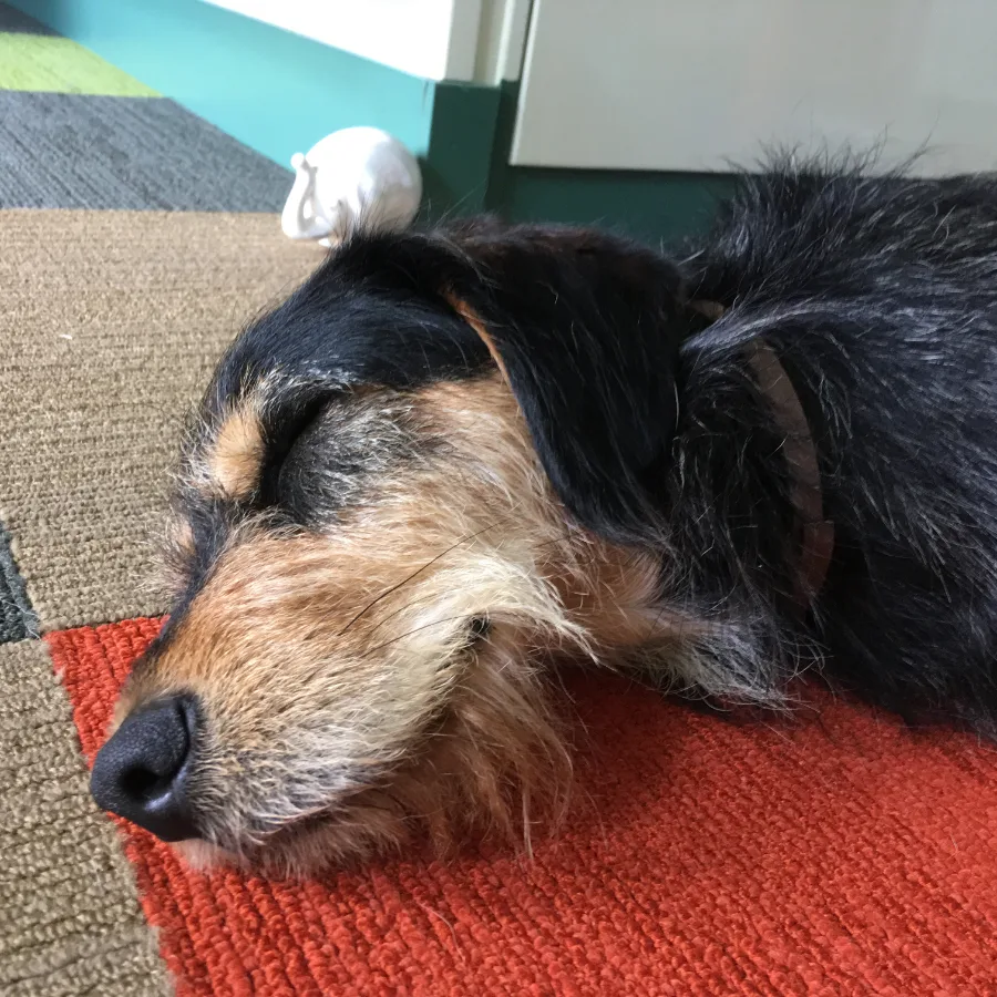 Cdyk-webdesign-slapende-vennoot Cdyk-webdesign-slapende-vennoot