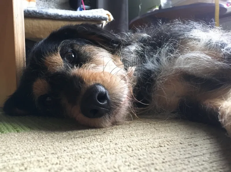 perro-klik perro-klik